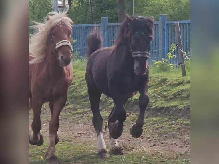 Noriker Hengst 2 Jaar in Birkenfeld
