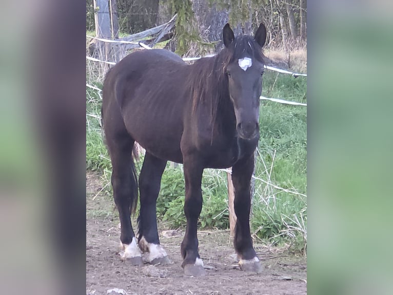 Noriker Hengst 2 Jaar Zwart in Krakaudorf