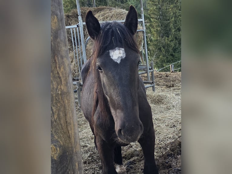 Noriker Hengst 2 Jaar Zwart in Krakaudorf