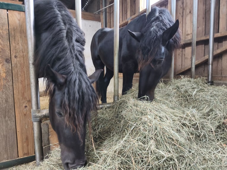 Noriker Hengst 2 Jahre 159 cm Schwarzbrauner in Weibnitz