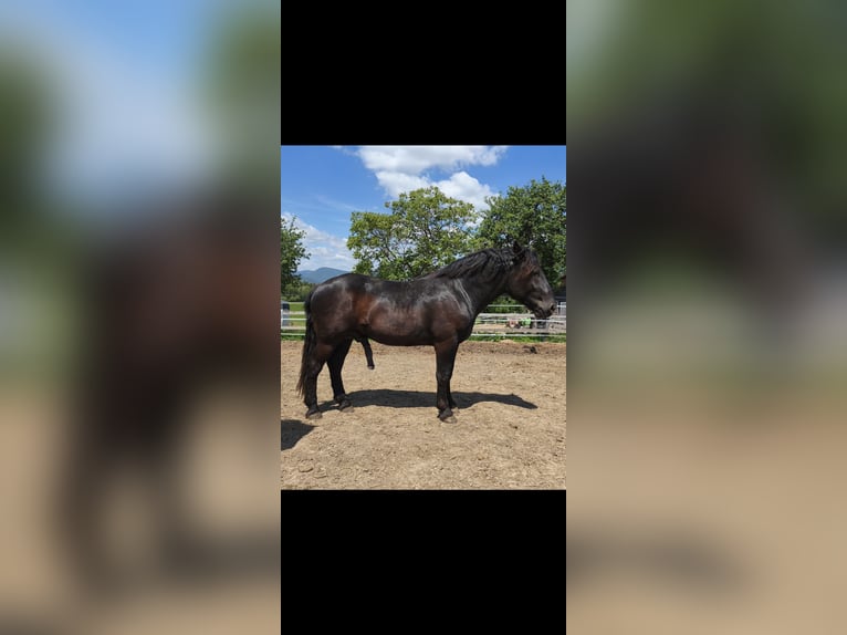 Noriker Hengst 2 Jahre 159 cm Schwarzbrauner in Weibnitz