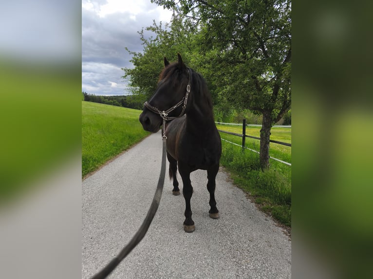 Noriker Hengst 2 Jahre 159 cm Schwarzbrauner in Weibnitz