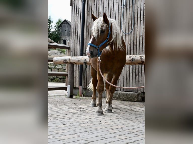 Noriker Hengst 2 Jahre 160 cm Dunkelfuchs in KomauKronegg