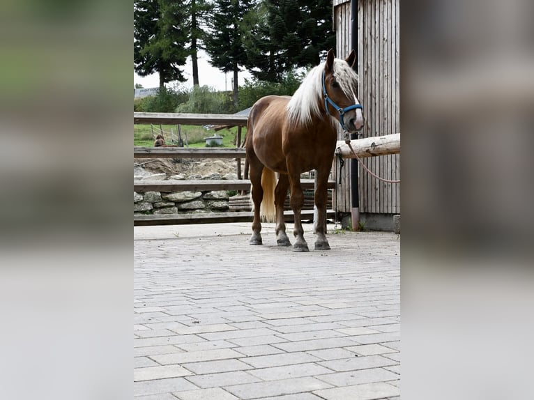 Noriker Hengst 2 Jahre 160 cm Dunkelfuchs in KomauKronegg