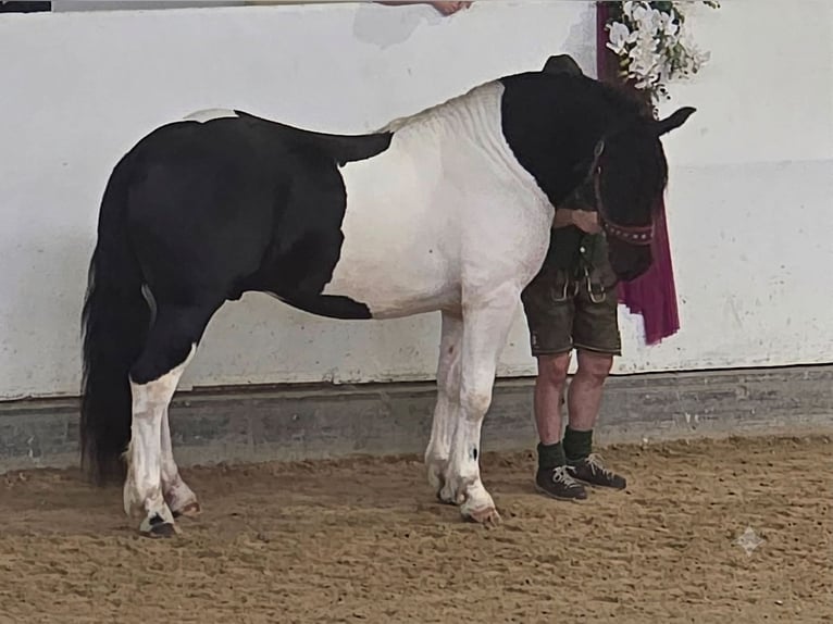 Noriker Hengst 2 Jahre 160 cm Schecke in Krakau