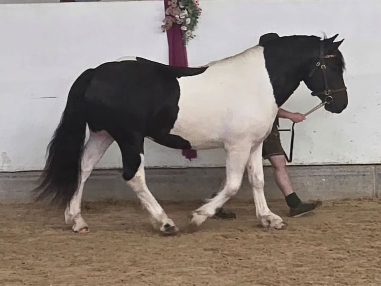 Noriker Hengst 2 Jahre 160 cm Schecke in Krakau
