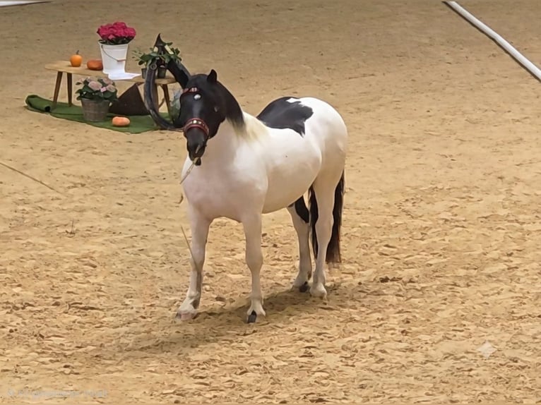 Noriker Hengst 2 Jahre 160 cm Schecke in Krakau
