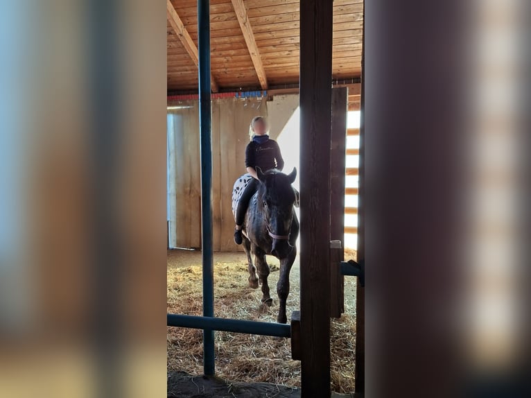 Noriker Hengst 2 Jahre 160 cm Tigerschecke in Alm