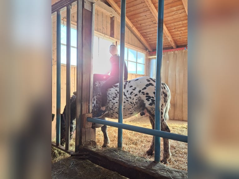 Noriker Hengst 2 Jahre 160 cm Tigerschecke in Alm