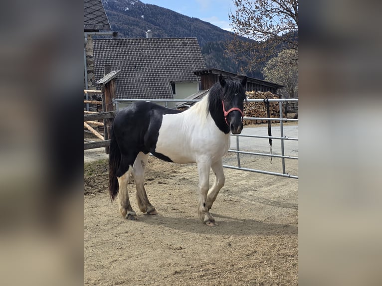 Noriker Hengst 2 Jahre 164 cm Schecke in Krakau