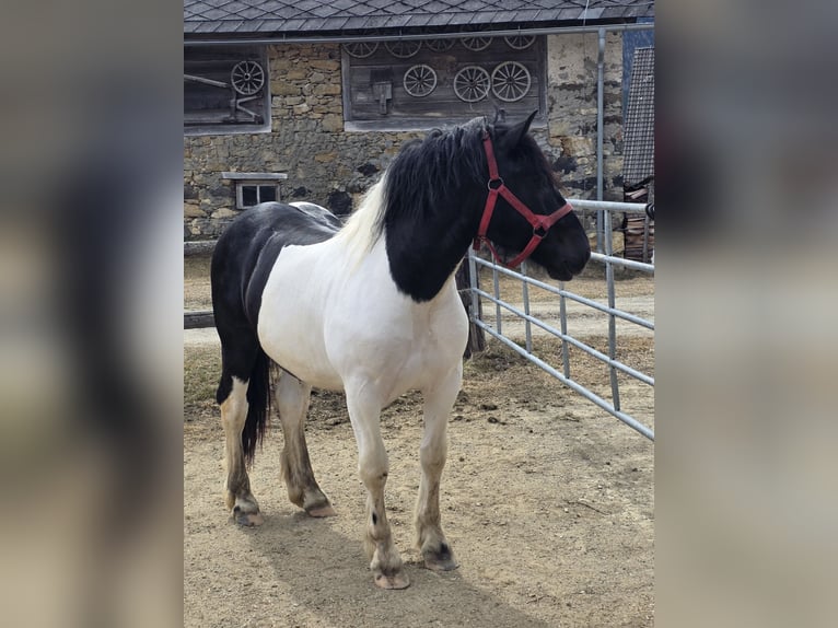 Noriker Hengst 2 Jahre 164 cm Schecke in Krakau