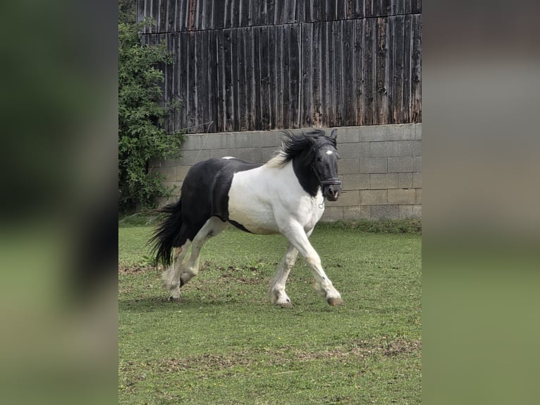 Noriker Hengst 2 Jahre 164 cm Schecke in Krakau