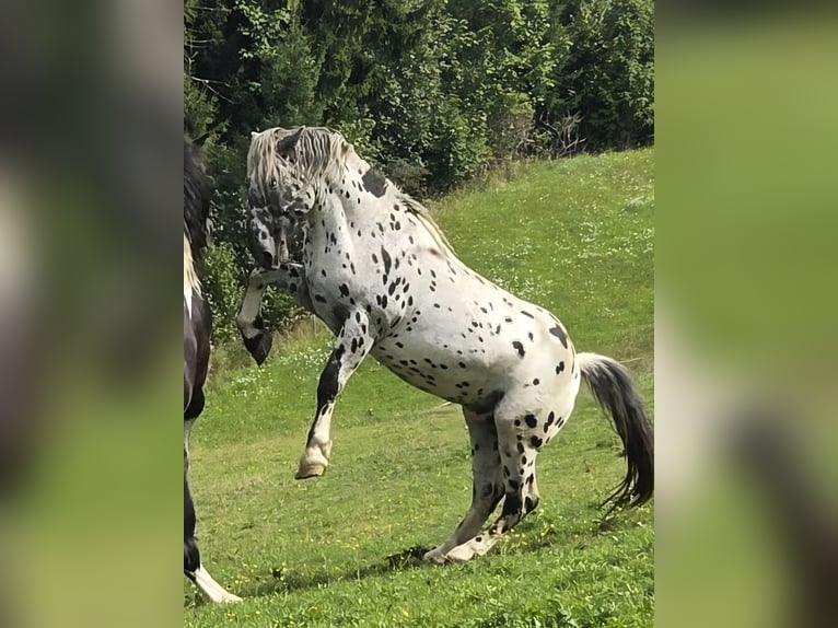 Noriker Hengst 2 Jahre 164 cm Tigerschecke in Krakaudorf