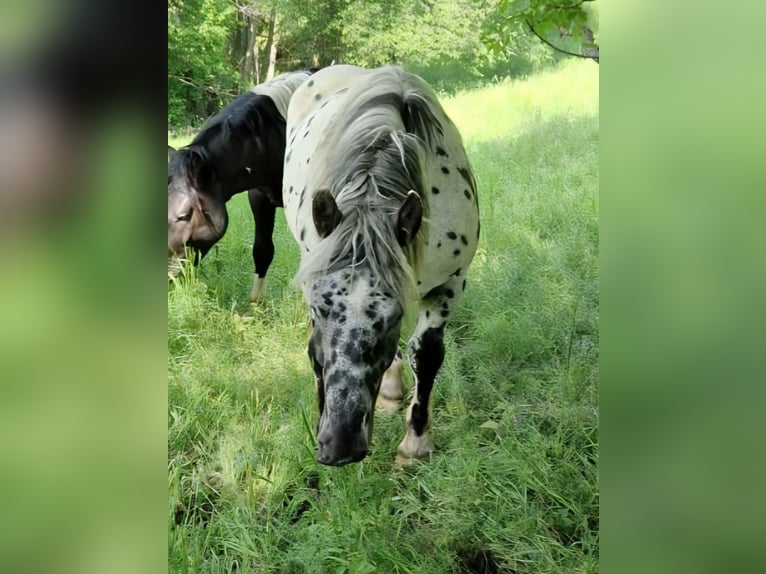 Noriker Hengst 2 Jahre 164 cm Tigerschecke in Krakaudorf