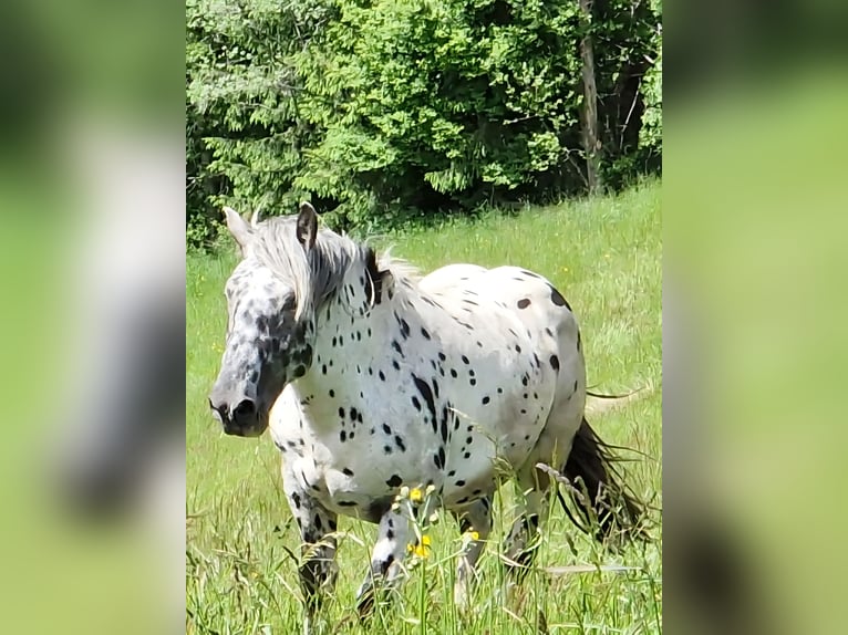 Noriker Hengst 2 Jahre 164 cm Tigerschecke in Krakaudorf