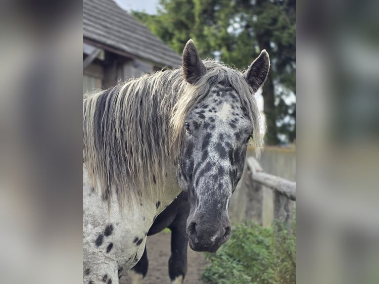 Noriker Hengst 2 Jahre 164 cm Tigerschecke in Krakaudorf
