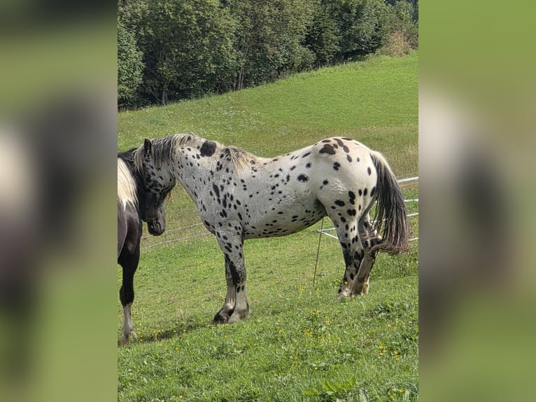Noriker Hengst 2 Jahre 164 cm Tigerschecke in Krakaudorf