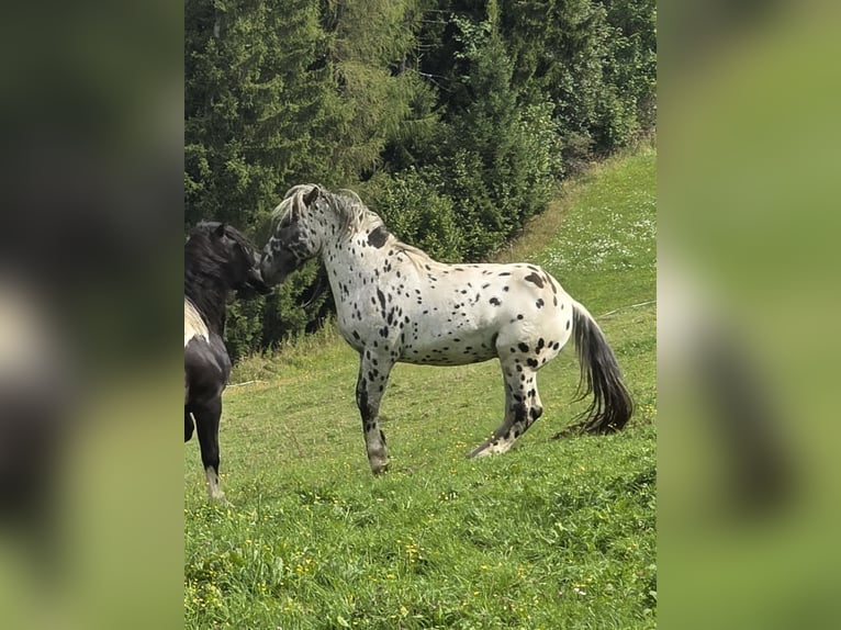 Noriker Hengst 2 Jahre 164 cm Tigerschecke in Krakaudorf