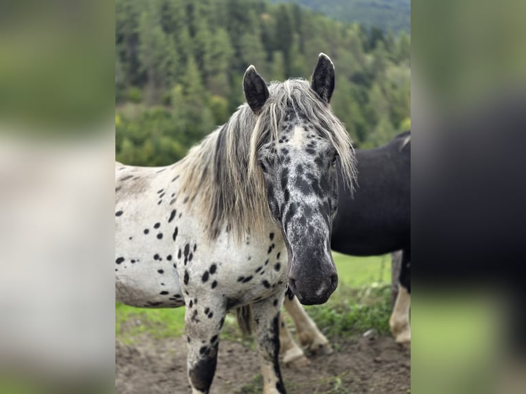 Noriker Hengst 2 Jahre 164 cm Tigerschecke in Krakaudorf