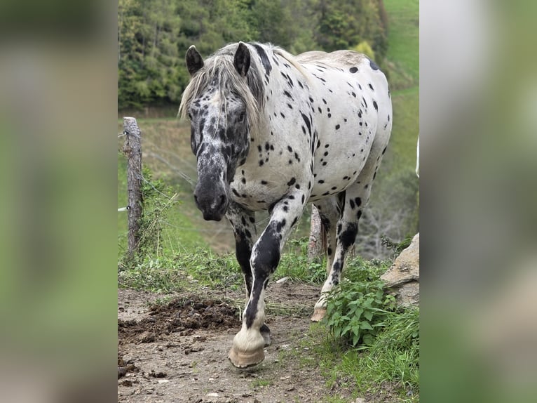 Noriker Hengst 2 Jahre 164 cm Tigerschecke in Krakaudorf