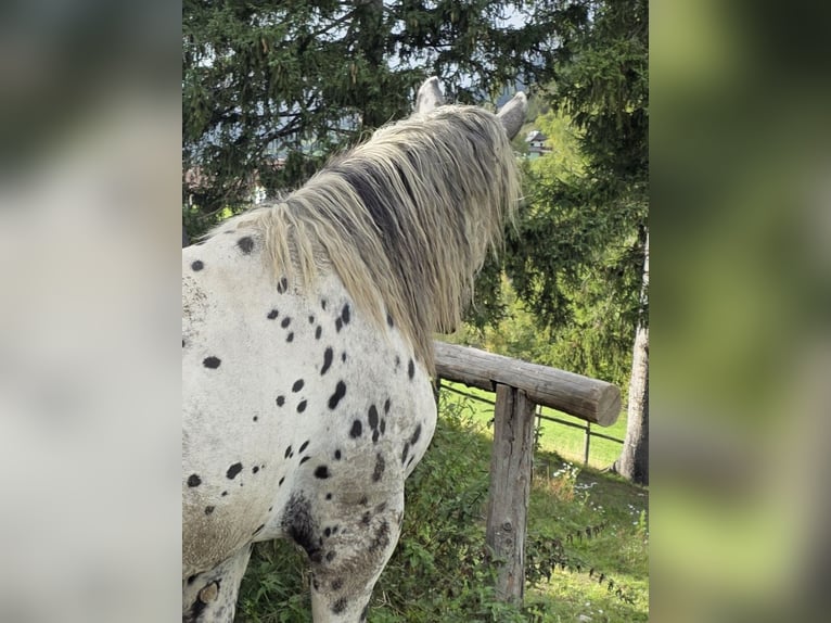 Noriker Hengst 2 Jahre 164 cm Tigerschecke in Krakaudorf