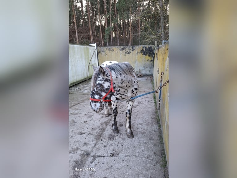 Noriker Hengst 2 Jahre 165 cm Tigerschecke in Templin