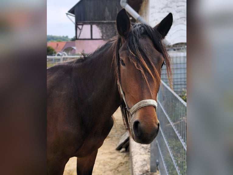 Noriker Hengst 2 Jahre Brauner in Hessisch Lichtenau