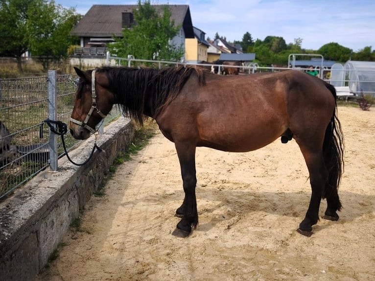 Noriker Hengst 2 Jahre Brauner in Hessisch Lichtenau