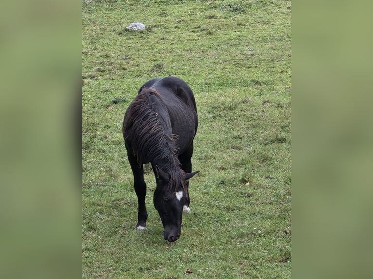 Noriker Hengst 2 Jahre Rappe in Krakaudorf