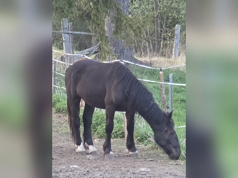 Noriker Hengst 2 Jahre Rappe in Krakaudorf