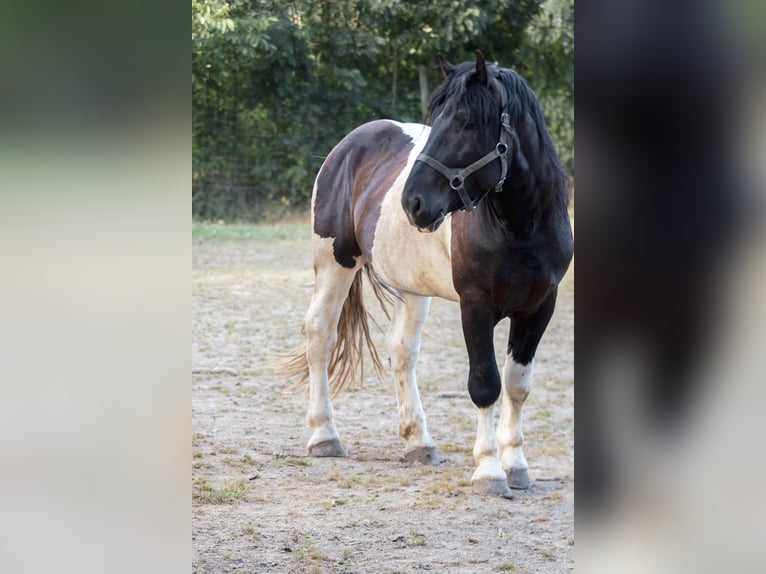 Noriker Hengst 3 Jaar 160 cm Gevlekt-paard in Stallhofen