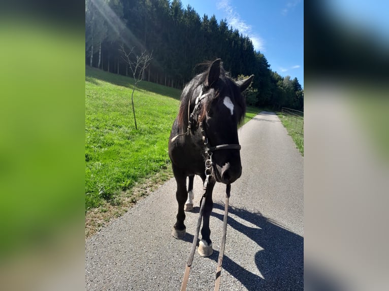 Noriker Hengst 3 Jaar 160 cm Zwart in St Johann am Walde