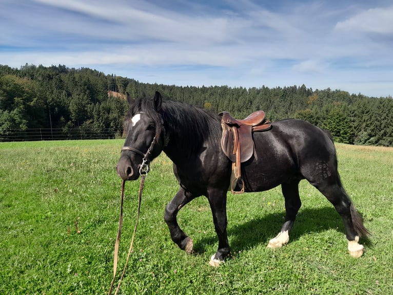 Noriker Hengst 3 Jaar 160 cm Zwart in St Johann am Walde