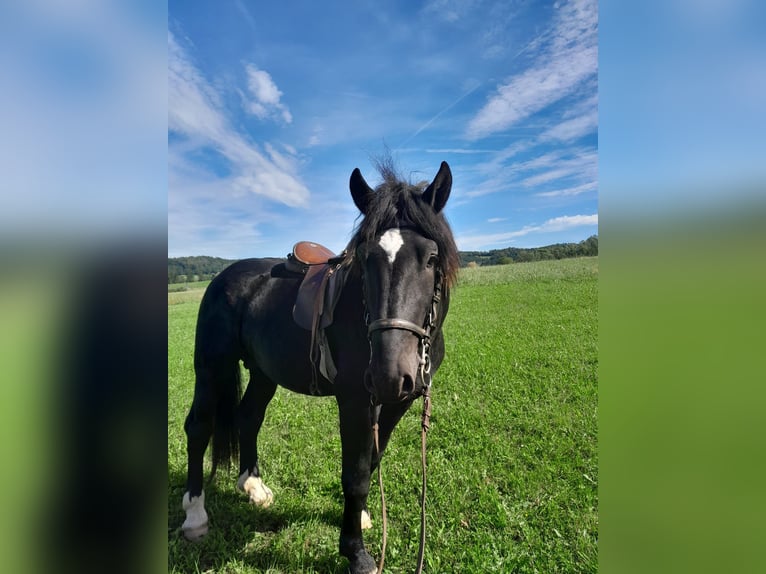 Noriker Hengst 3 Jaar 160 cm Zwart in St Johann am Walde