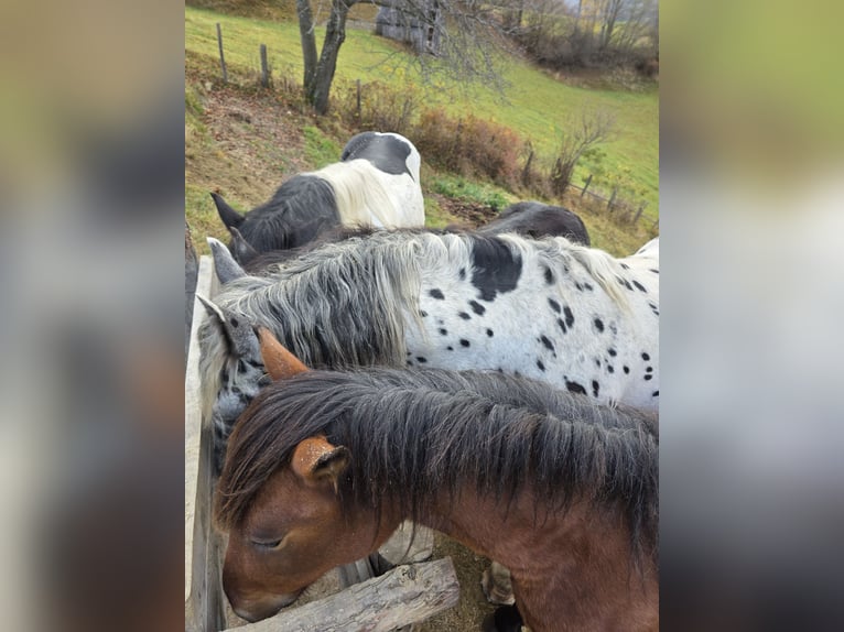 Noriker Hengst 3 Jaar 163 cm Appaloosa in Krakaudorf