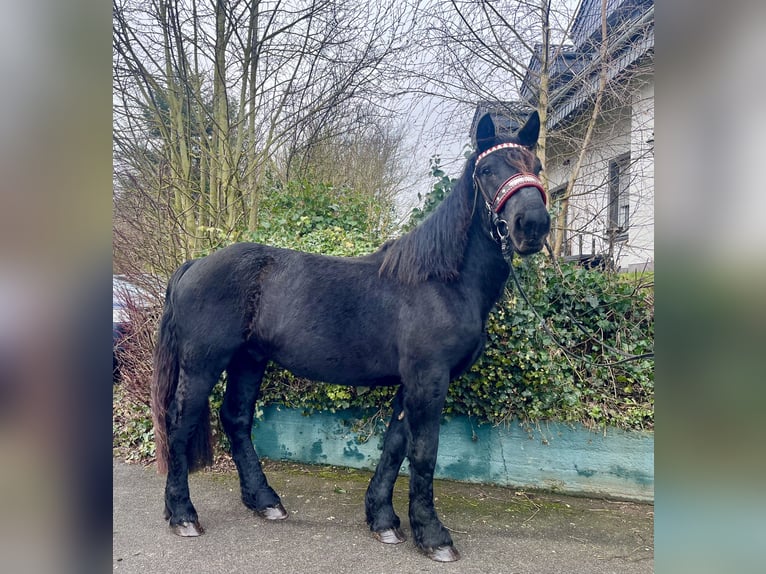 Noriker Hengst 3 Jaar 164 cm Zwart in Nettersheim