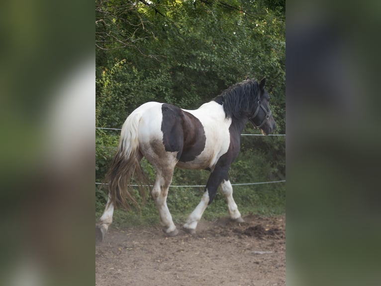 Noriker Hengst 3 Jahre 160 cm Schecke in Stallhofen