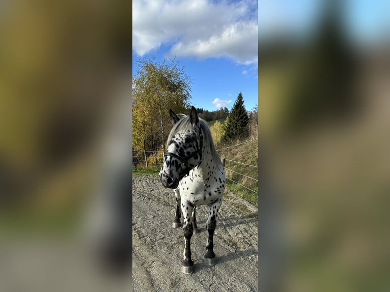 Noriker Hengst 3 Jahre 162 cm Tigerschecke in St.Peter am Kammersberg