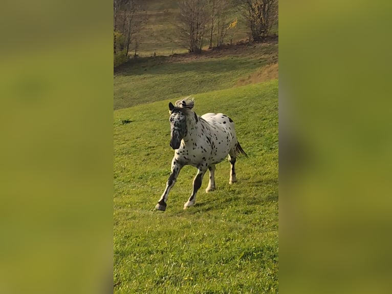 Noriker Hengst 3 Jahre 163 cm Tigerschecke in Krakaudorf