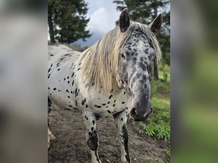 Noriker Hengst 3 Jahre 164 cm Tigerschecke in Krakaudorf