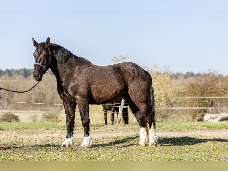 Noriker Hengst 3 Jahre 167 cm Dunkelbrauner in Kraiburg am Inn