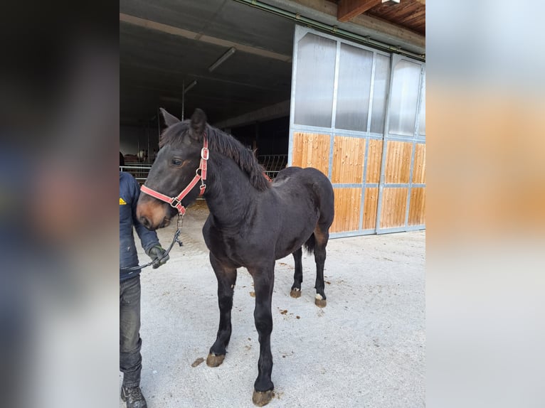 Noriker Hengst 4 Jaar in Obertilliach