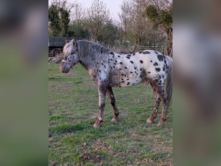 Noriker Mix Hengst 4 Jahre 146 cm Tigerschecke in Erftstadt