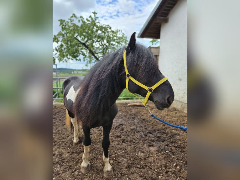 Noriker Hengst 4 Jahre 150 cm Schecke in Pleiskirchen