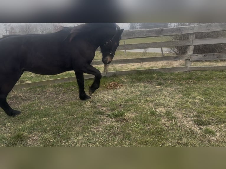 Noriker Hengst 4 Jahre 165 cm Dunkelbrauner in Schwerin