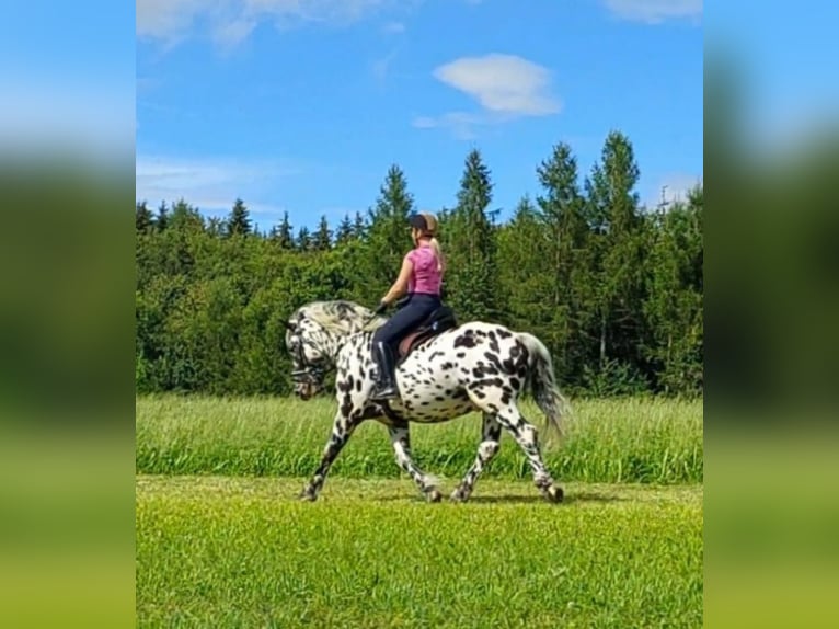 Noriker Hengst 5 Jaar 162 cm Appaloosa in Wiesen