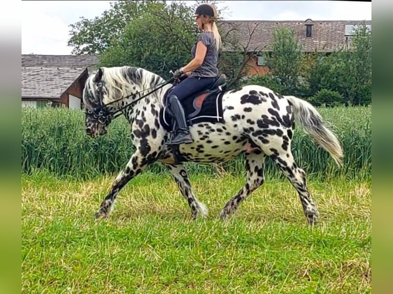 Noriker Hengst 5 Jaar 162 cm Appaloosa in Wiesen