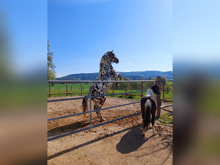 Noriker Hengst 5 Jaar 162 cm Appaloosa in Wiesen