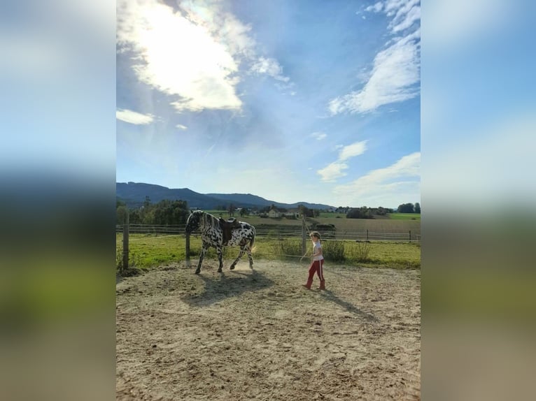 Noriker Hengst 5 Jaar 162 cm Appaloosa in Wiesen