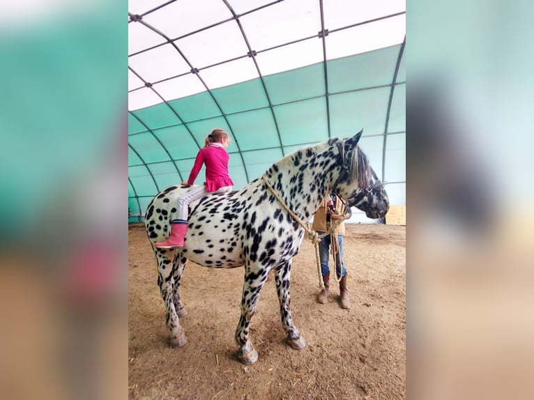 Noriker Hengst 5 Jaar 162 cm Appaloosa in Wiesen